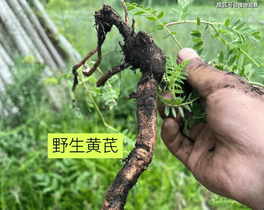 这植物叶子像槐树