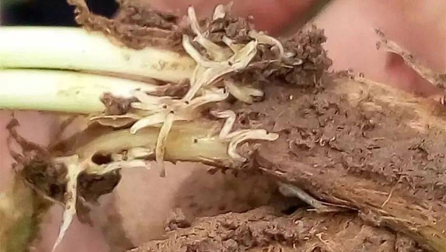 韭菜种植必须要知道的知识之如何有效的预防韭蛆?凤凰植保节揭晓