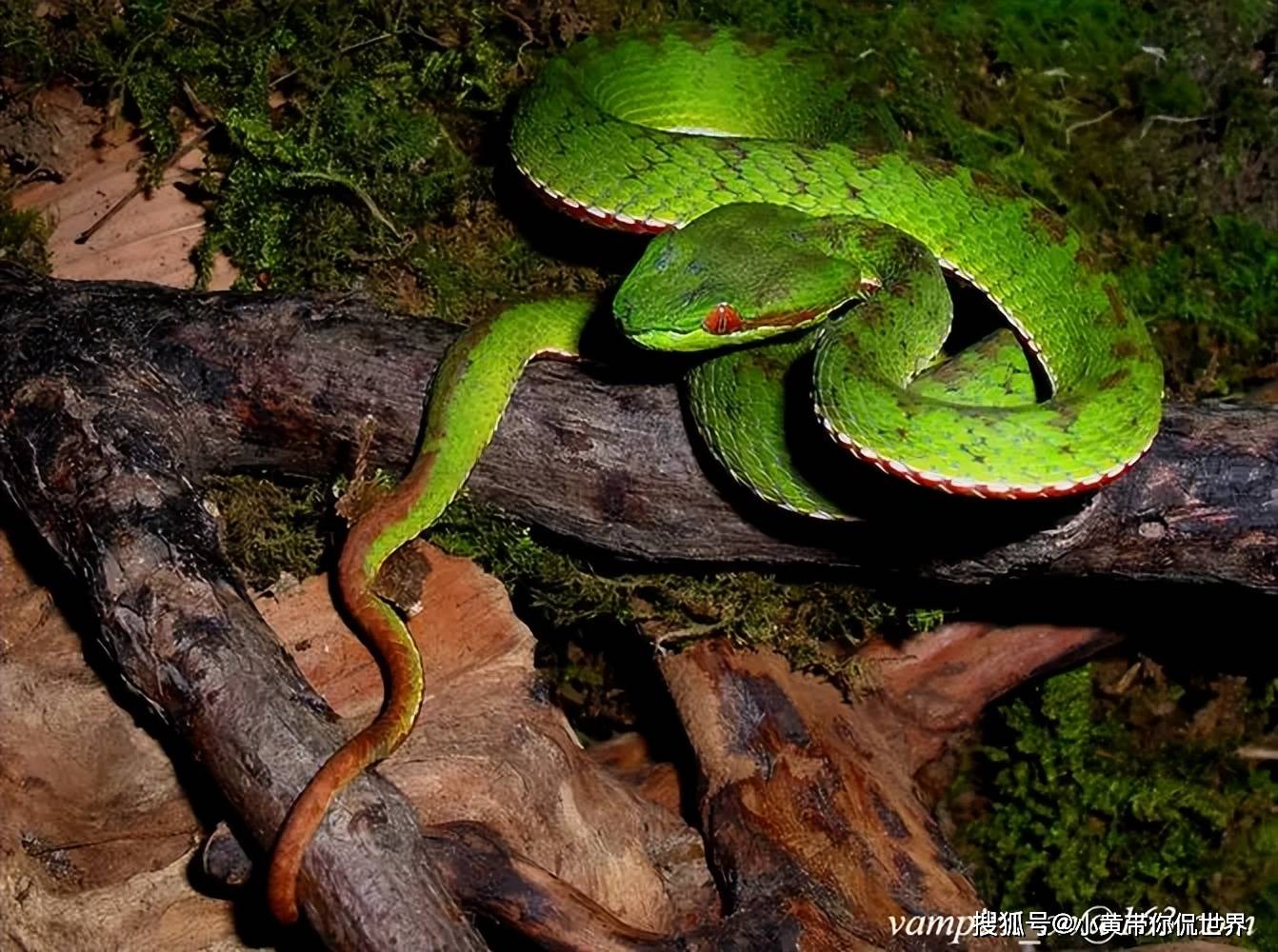 广东最多的十种毒蛇!看看你认识几种