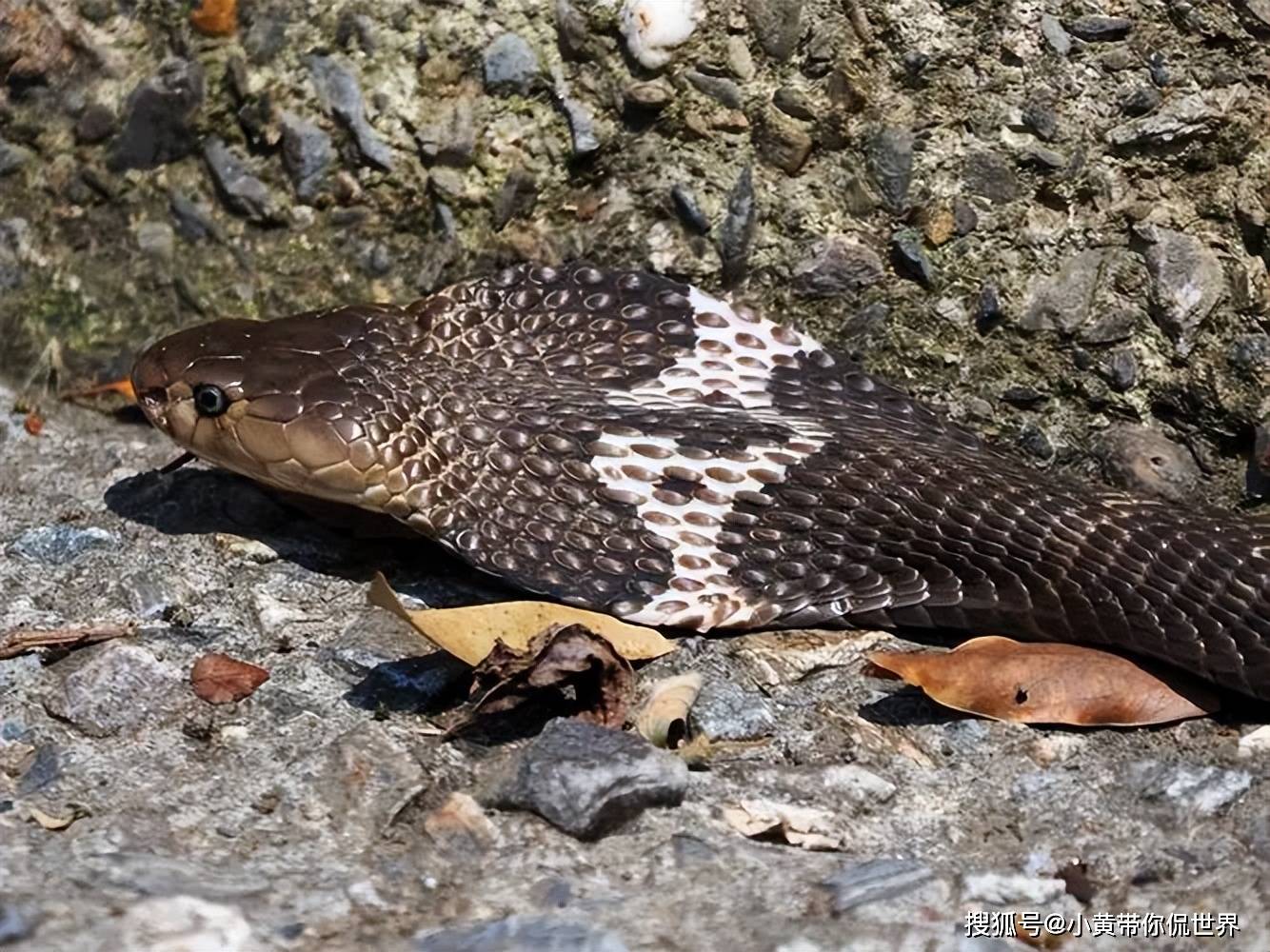 广东最多的十种毒蛇!看看你认识几种