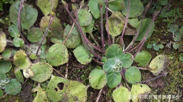 农村一种"蚂蝗七"野外见了别错过,外用消肿止痛
