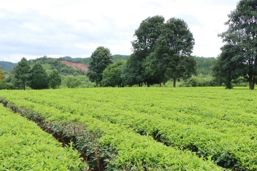 福安茶叶公园（福安茶叶买卖
业务
市场在那边

）《福安茶叶市场在哪里》