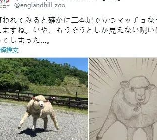 动物界的肌肉大佬,奇怪的画风又出现了,jo厨狂喜