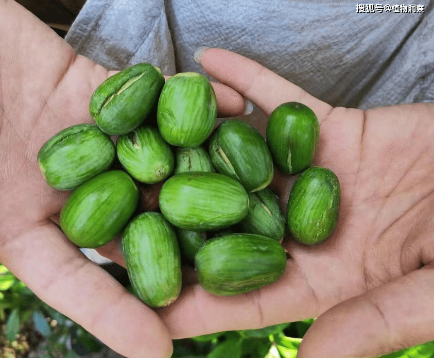 这植物果实三年成熟,俗称香榧,可以吃还可以入药,100块1斤!