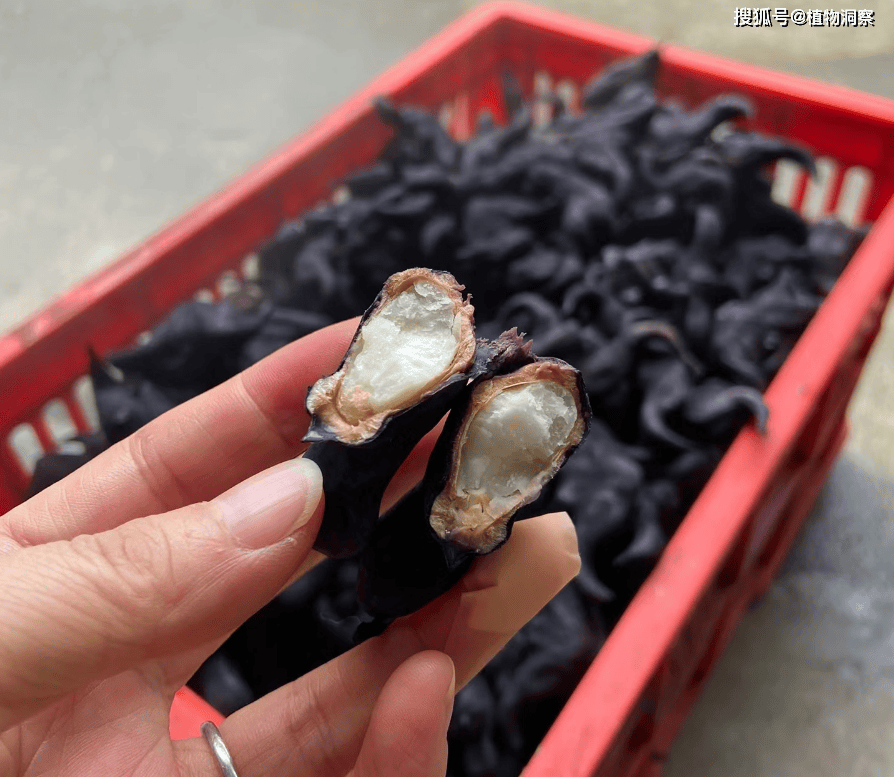 这植物果实像牛角,俗称"菱角",可以吃还可以入药,15元1斤!