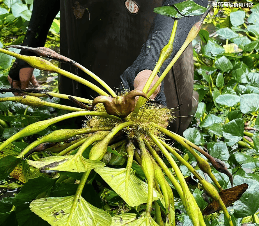 这植物果实像牛角,俗称"菱角",可以吃还可以入药,15元1斤!