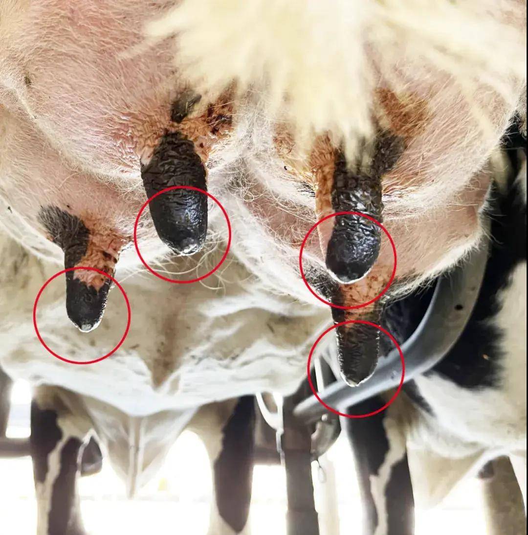 乳头健康防御体系 · 全系列产品库构建:乳孔修复篇