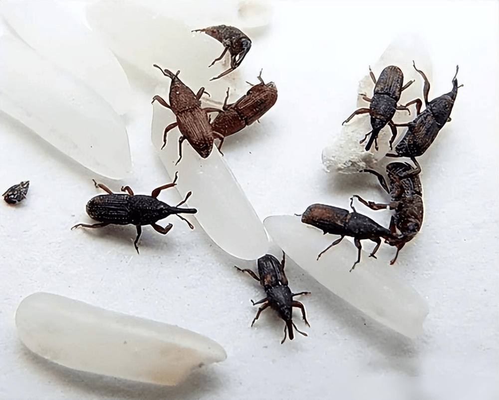 大米生虫,不能暴晒!米虫最怕这3招,米袋里放一点,一年不生虫