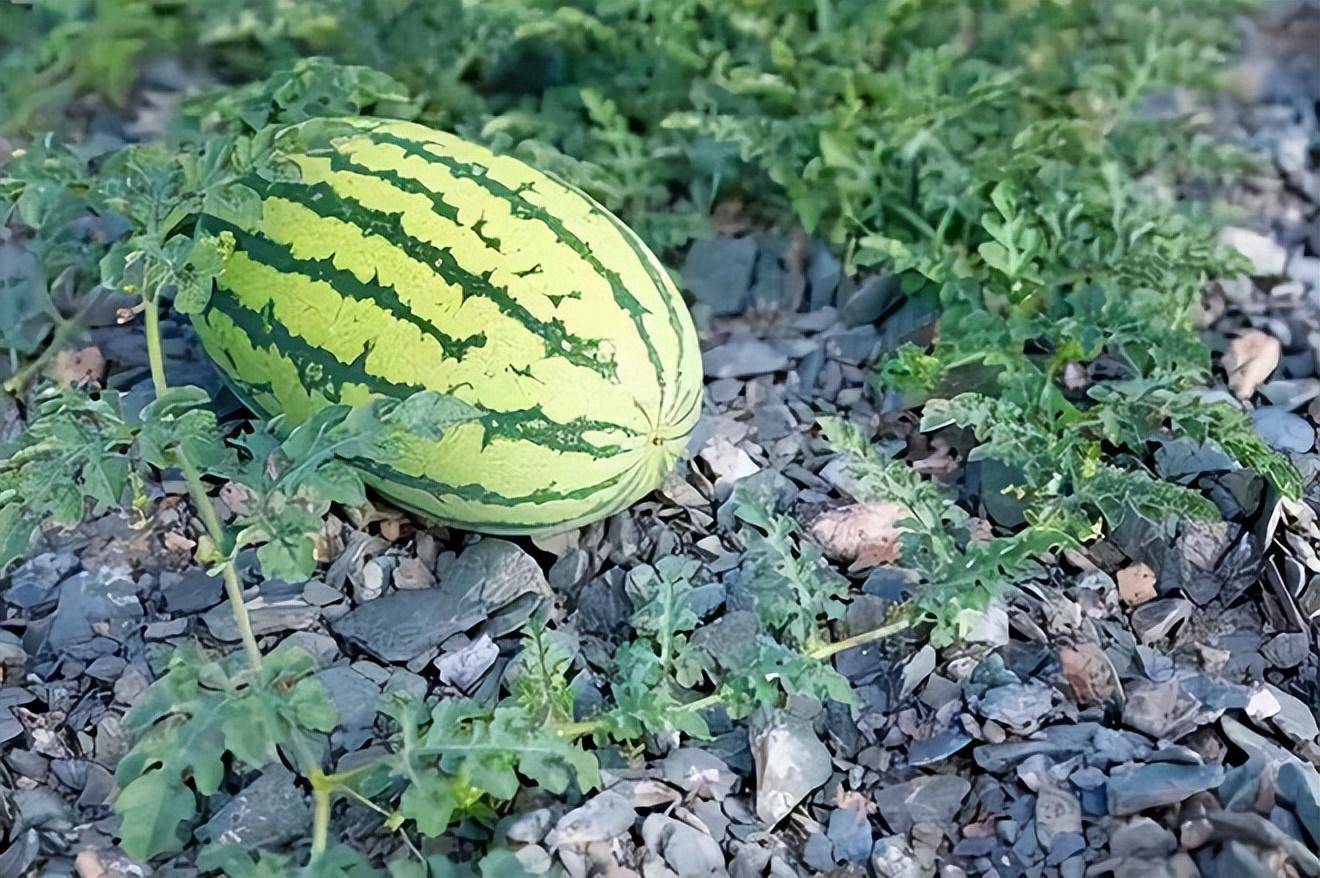 2008年甘肃庆阳市西峰区农民通过种植硒砂瓜增收,其中一名农民靠种植