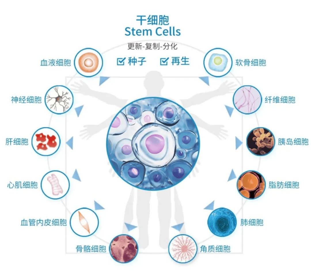 78  细胞分化:干细胞能够分化为多种类型的细胞,如神经细胞,心肌