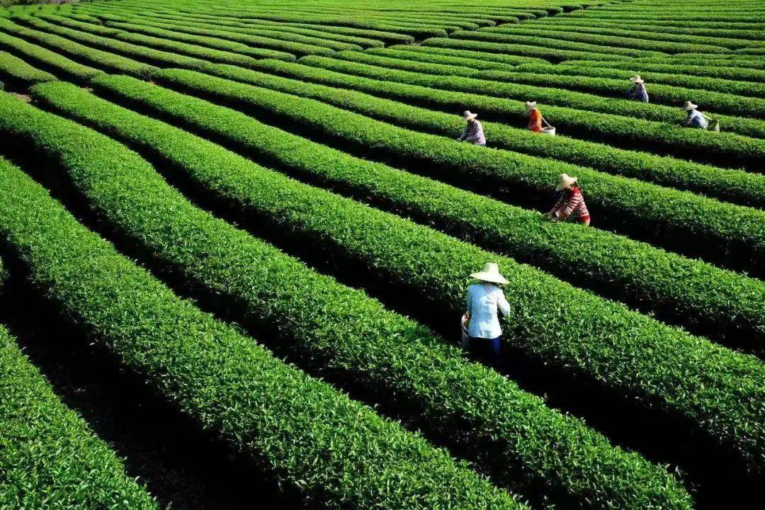 "七朵金花",在廉江特色产业悠然盛开!