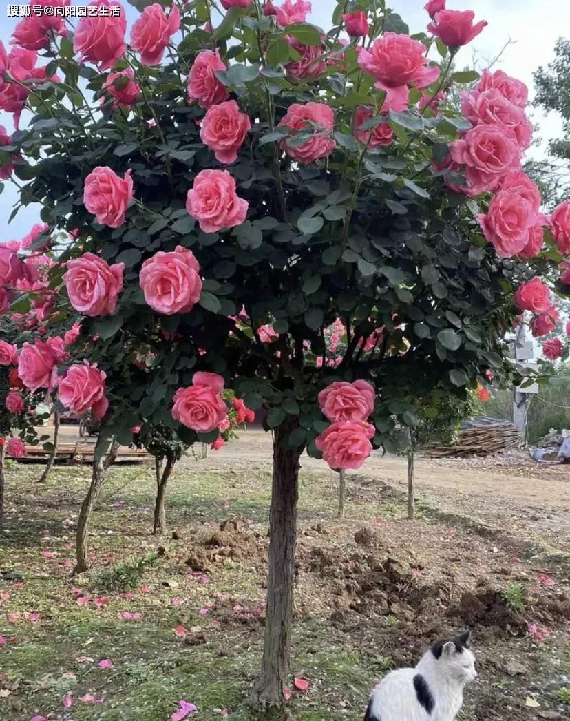 棉花糖泡泡月季花特点图片