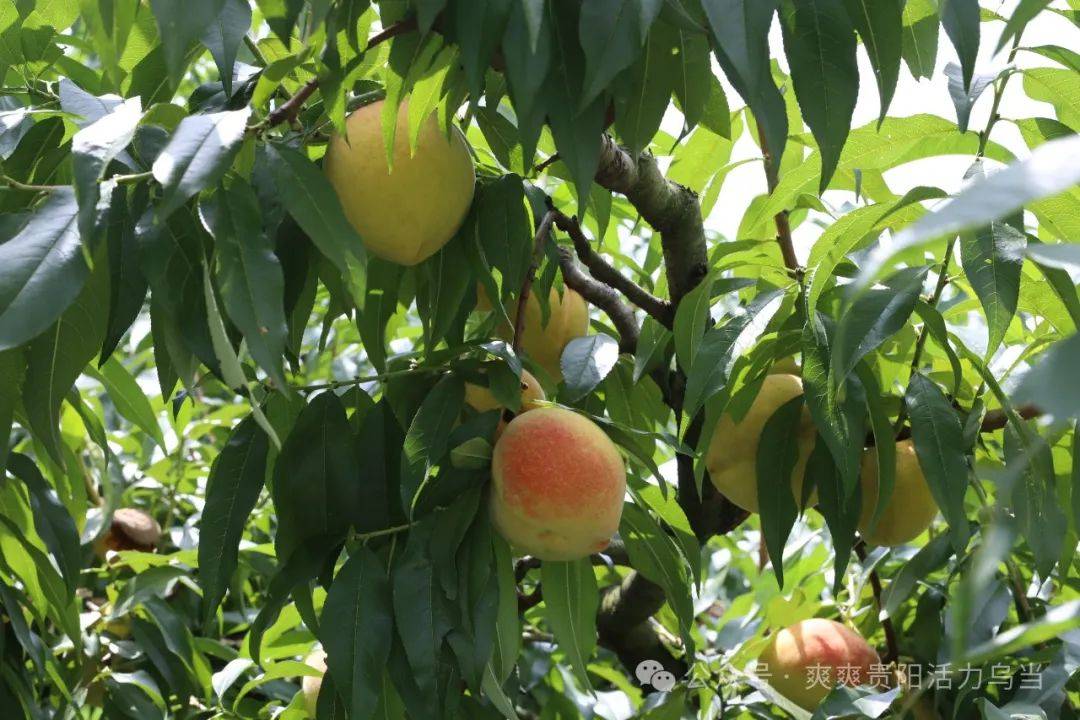 桃园_发展_桃树