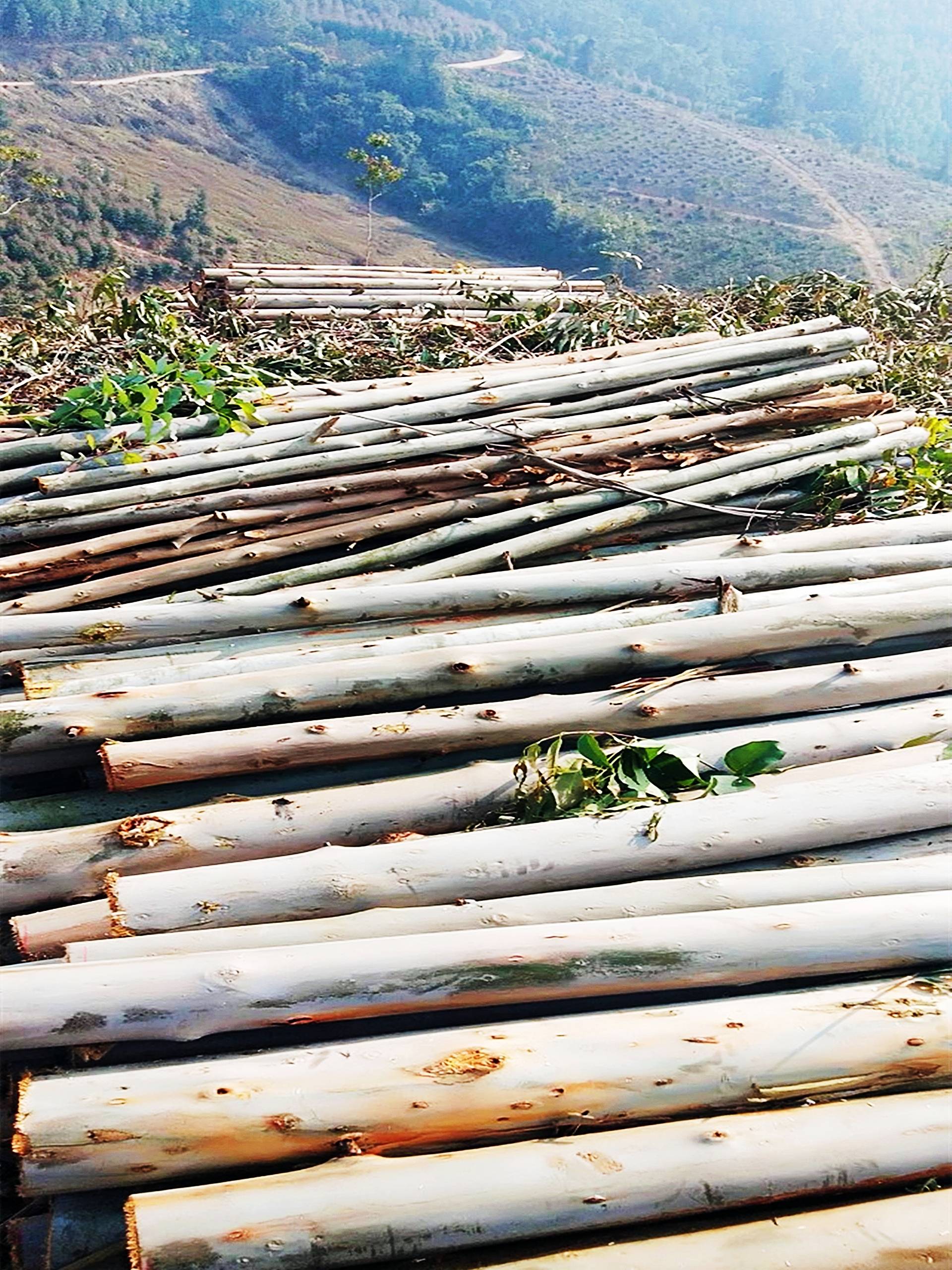 桉树已死?是危言耸听,还是涅盘重生_发展_种植_水源