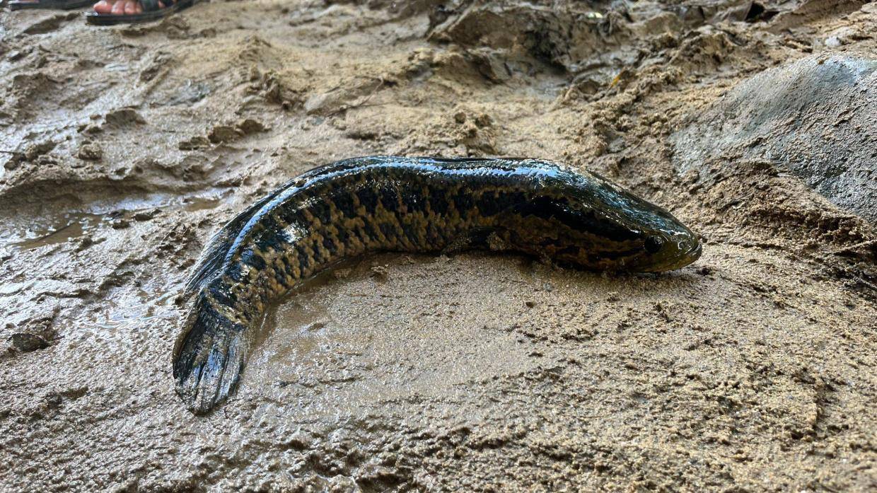 花了200元抽了一个水坑,抓了一条紫色鳞片的蛇鱼,拍给大家看看