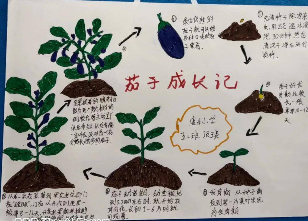 茄子种植方法和时间图片