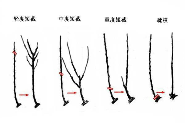 14种果树修剪图解图片