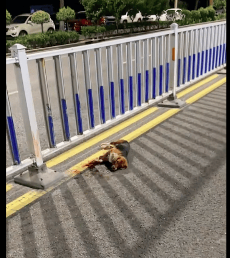 比格犬被车撞伤,躺路中间默默等待死亡,送医发现它还曾是实验犬