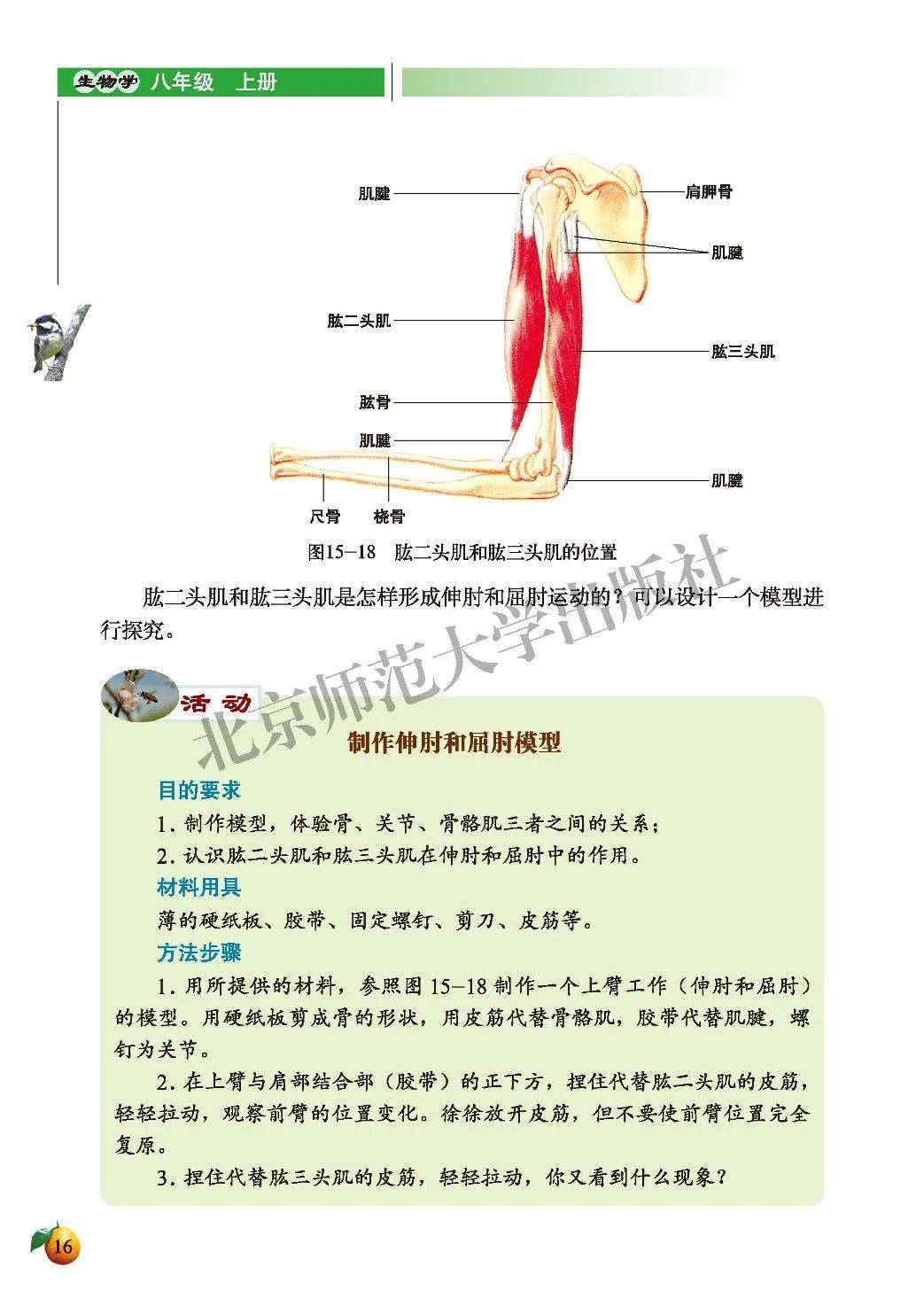 尺骨冠突肌肉附着图片