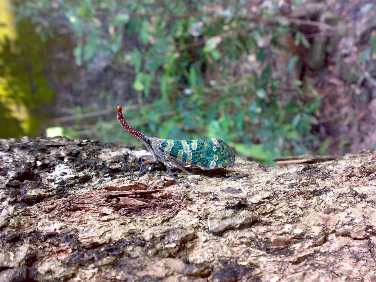 龙眼树上的一大害虫,却成名贵稀罕美食,目前400元一盘,你认识吗?