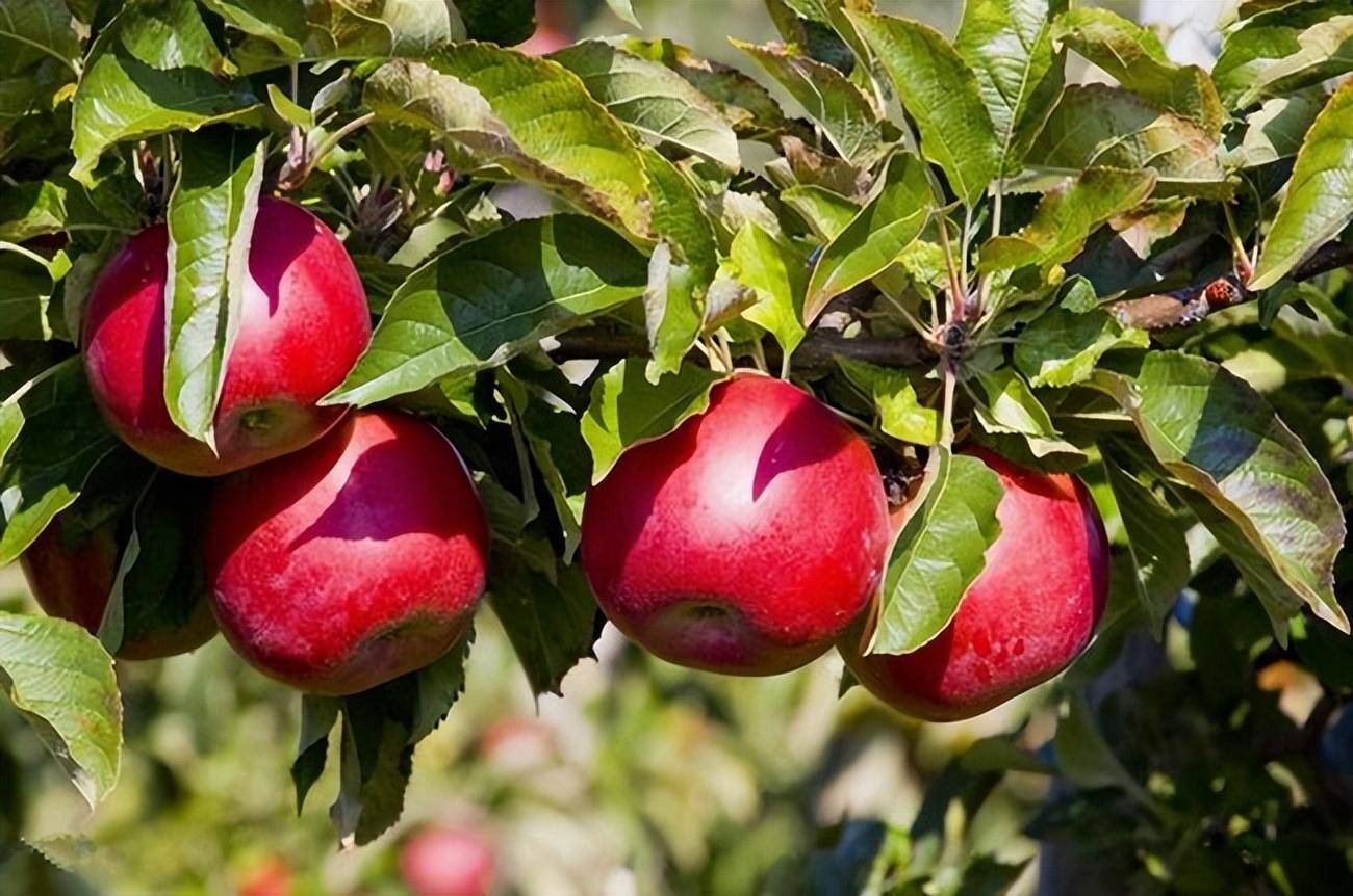 苹果正"长个" 管理这样做_果实_着色_可进行