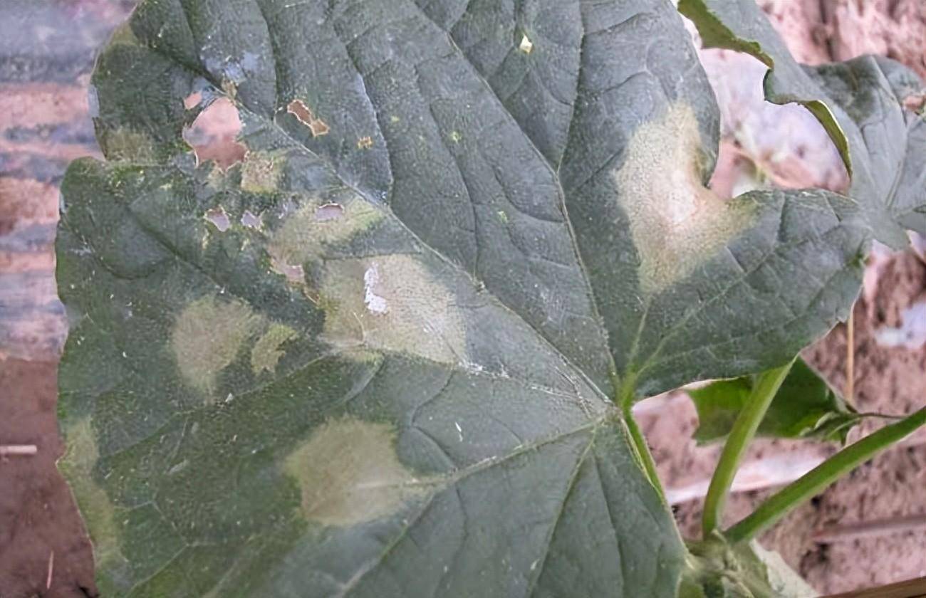 如何防治黄瓜疫病?