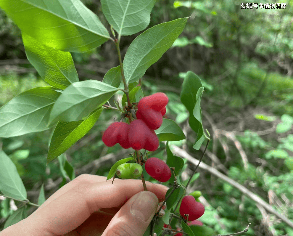 裤衩果功效图片