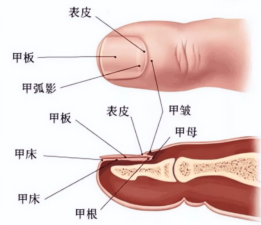 指甲的甲母示意图图片