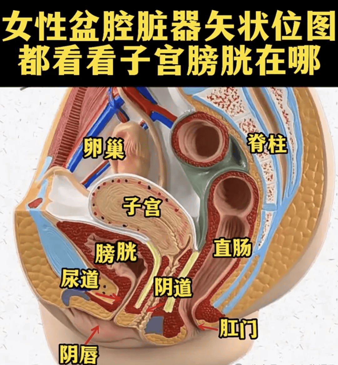 膀胱