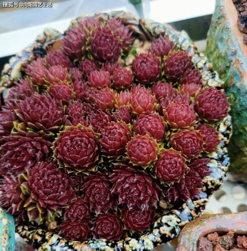 艳红色的多肉,都是用补光灯养的,新手小白注意,不要被商家忽悠