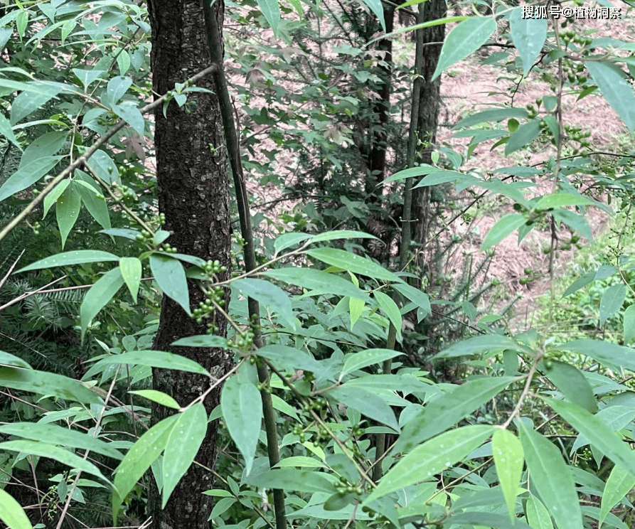 胡椒木果实图片