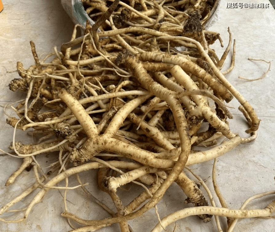 这植物和动物金钱豹同名,俗称"金钱豹",果可食,根可煲汤,药食两用!