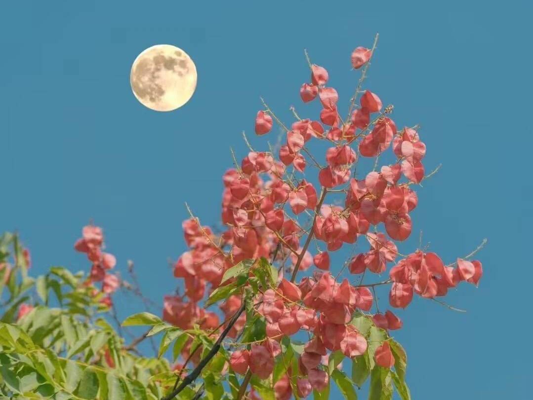 让花成花，让树成树_儿童_教育学_个性化