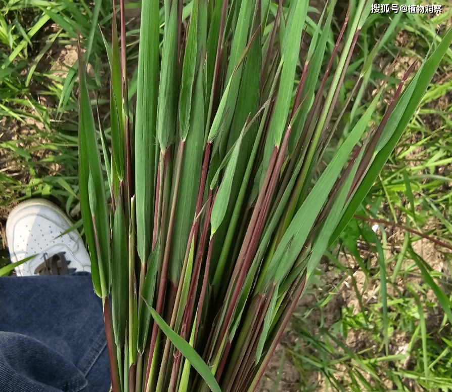 农村随处可见的白茅草,有4大作用,价值极高,农民朋友要了解!