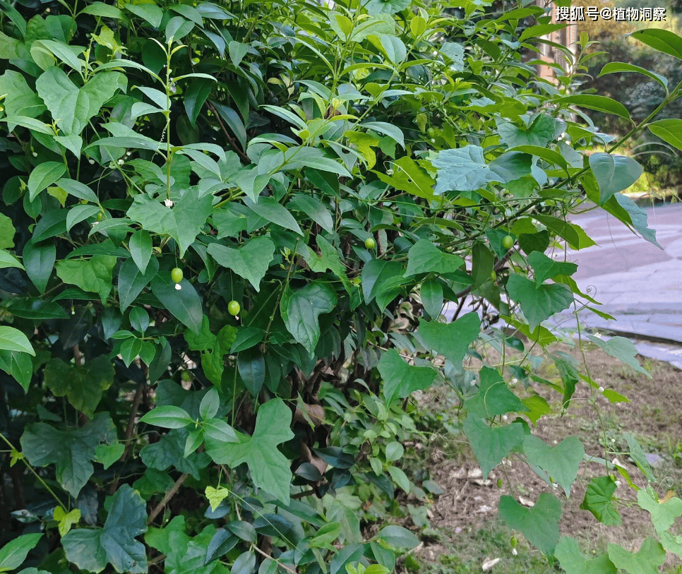 草本植物_老鼠_果实