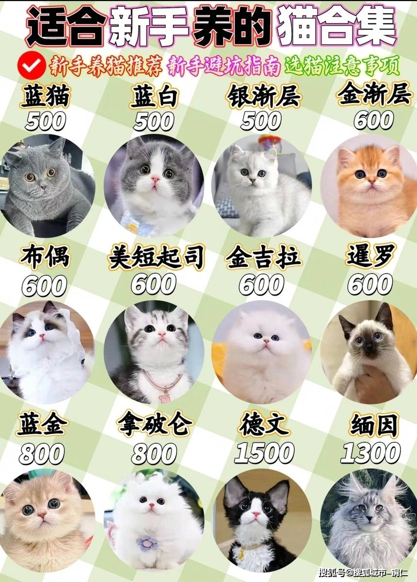 最便宜的猫咪品种图片