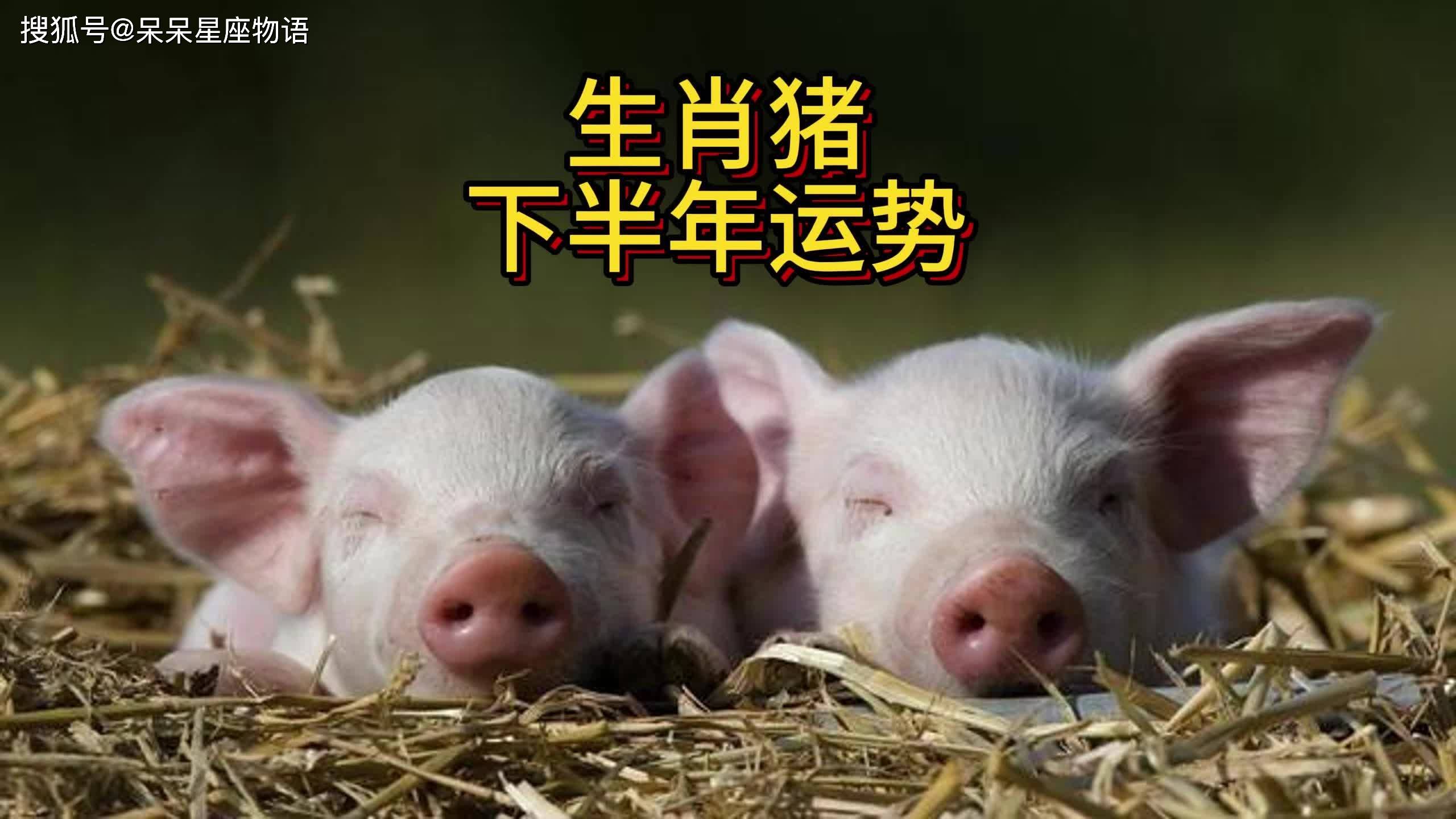 生肖属猪今日运势如何(属猪的今日运势和财运神巴巴)