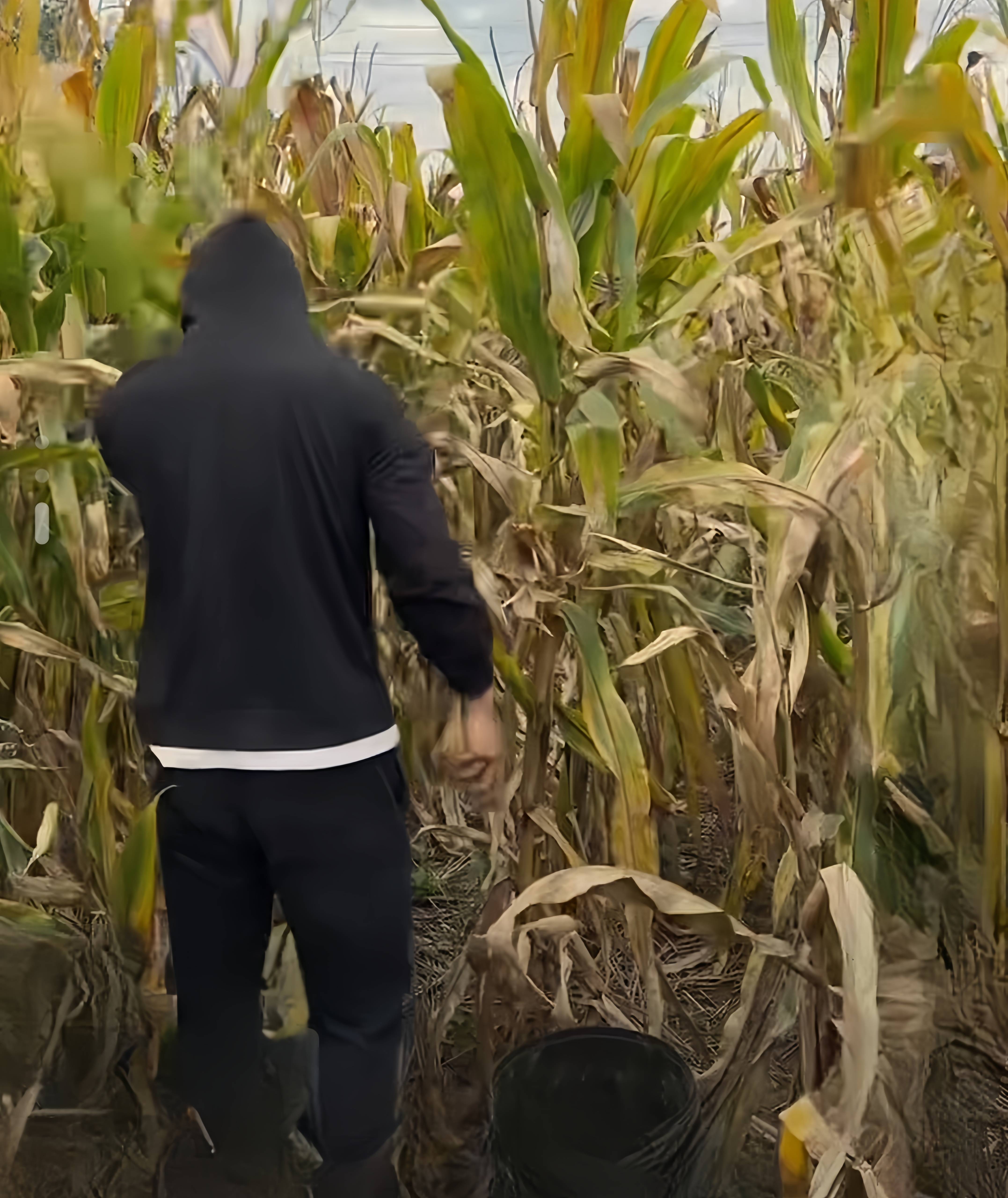 山东一未过门女婿掰玉米卖力到流鼻血!网友:比生产队的驴都能干