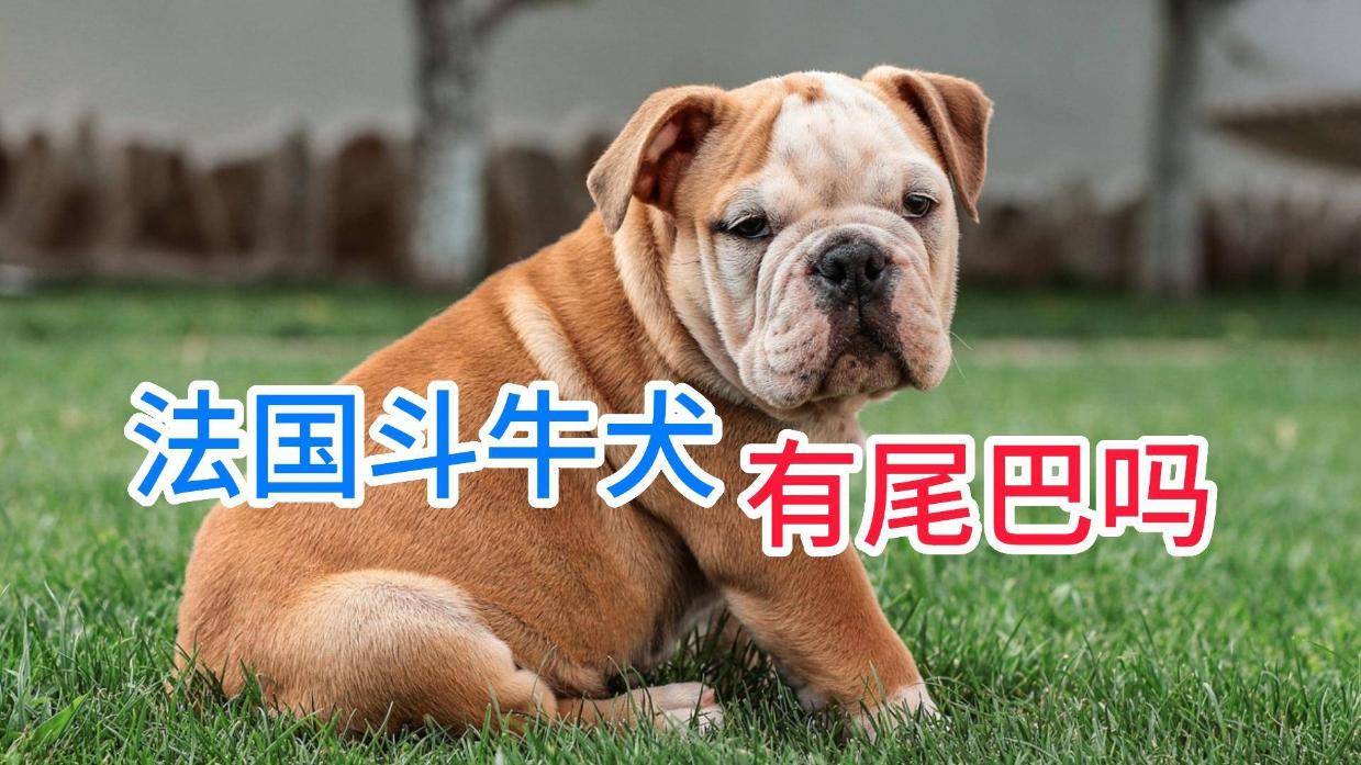 法国斗牛犬有尾巴吗