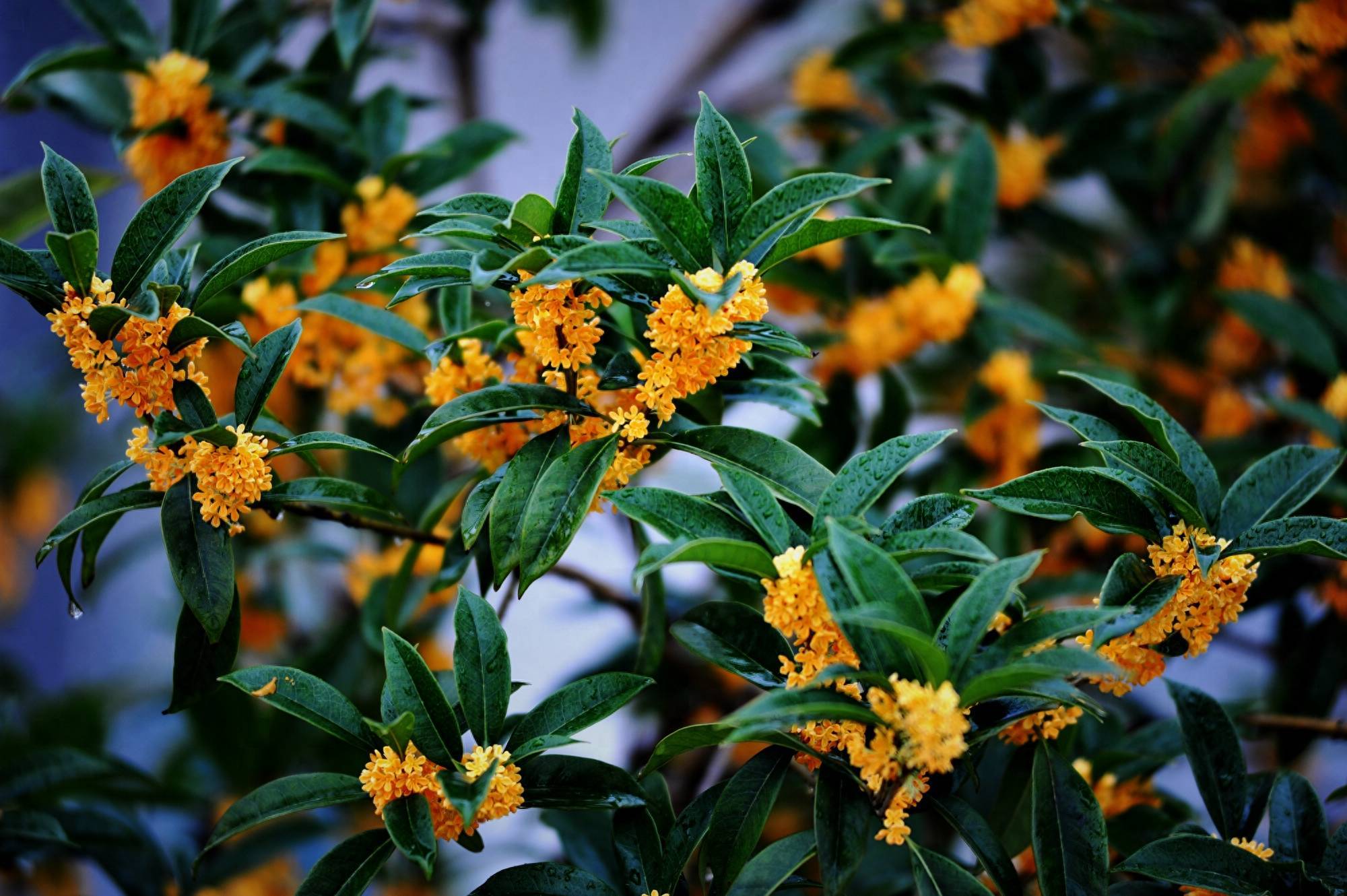 古诗词里的唯美桂花,欲买桂花同载酒,终不似,少年游