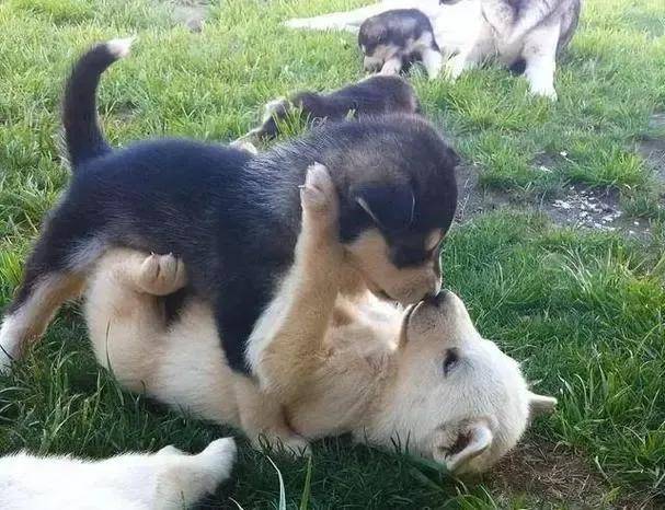 养狗必看:公狗母狗大不同,你了解多少?