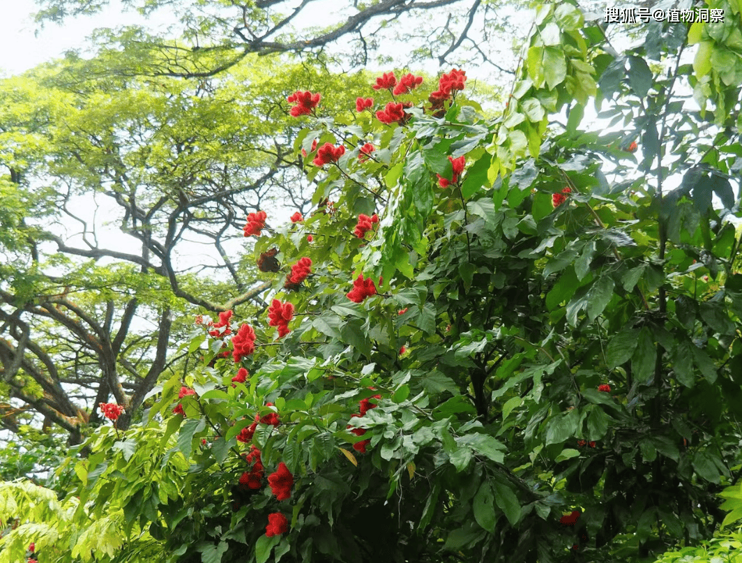 红木,也叫胭脂木,胭脂树,因其种子为暗红色或枣红色,类似于胭脂红,故