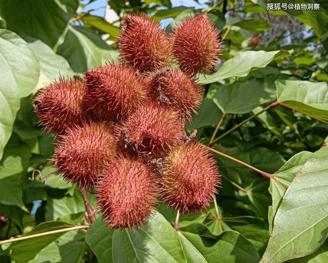 红木,一种天然的胭脂植物,是最早胭脂口红原材料!