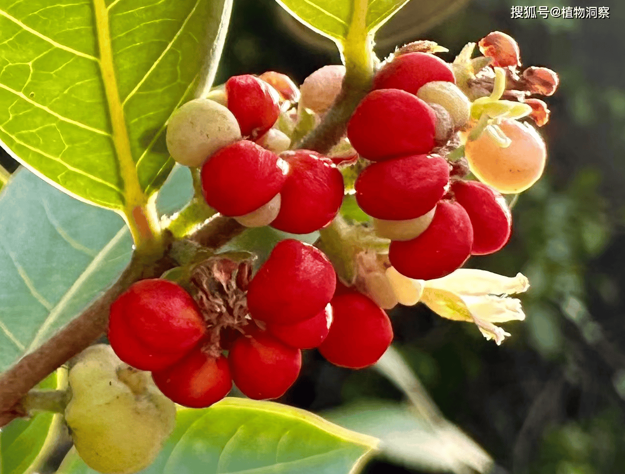 算盘子,一种果实长得像算盘珠子的植物!