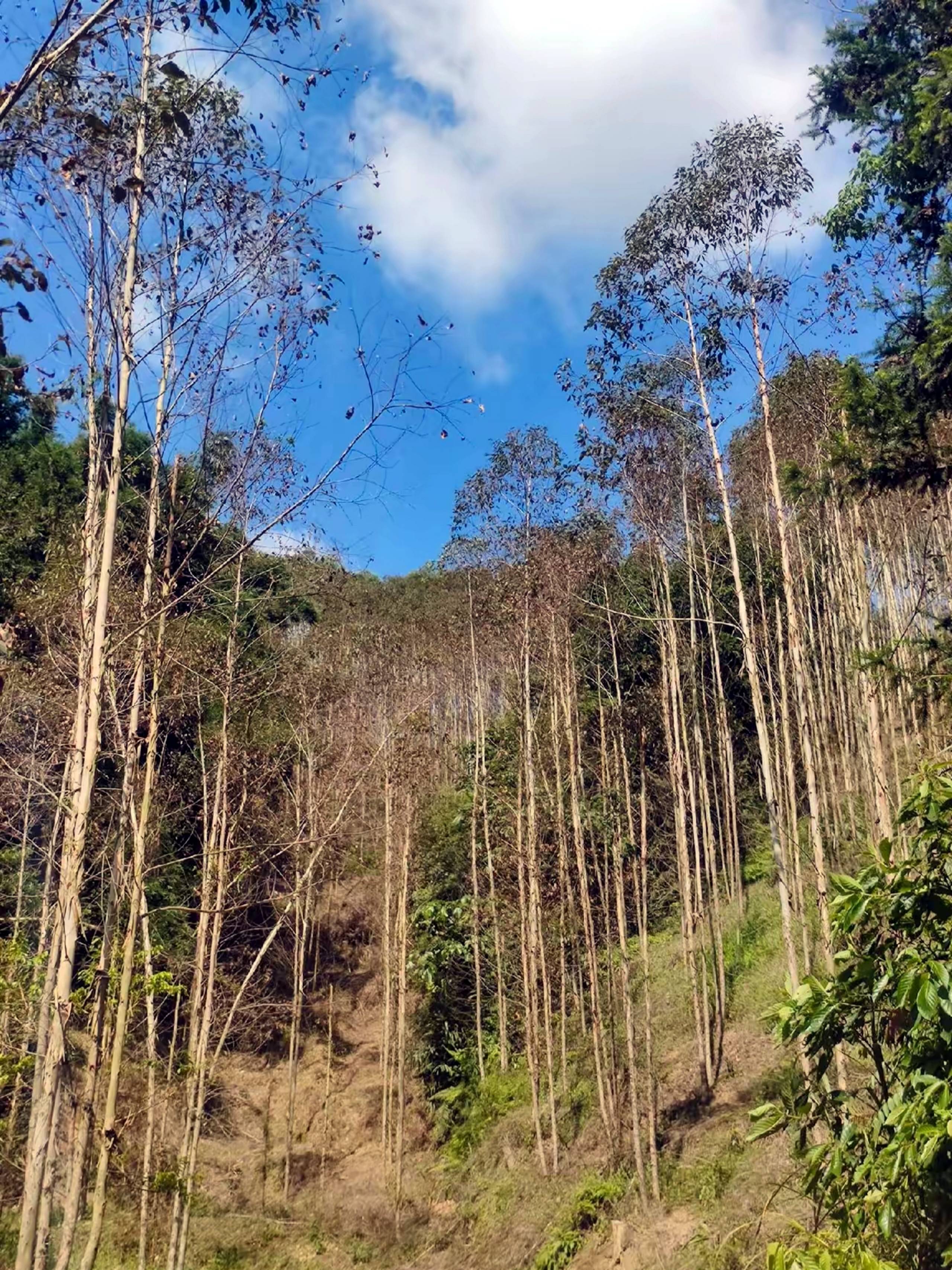 桉树缺硼症状图片图片