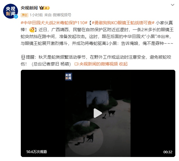 原创
            中华田园犬大战2米毒蛇保护110，网友：必须给个编制啊-中华田园犬的攻击性强吗