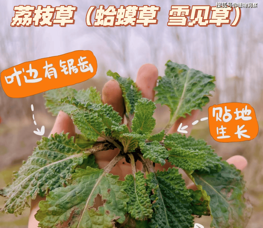 植物蛤蟆皮的药用价值图片