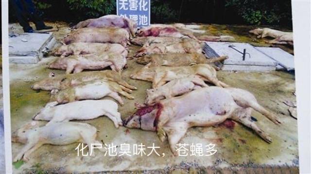 养殖场化尸池臭味大,苍蝇多,容易传播疾病,该如何有效解决?