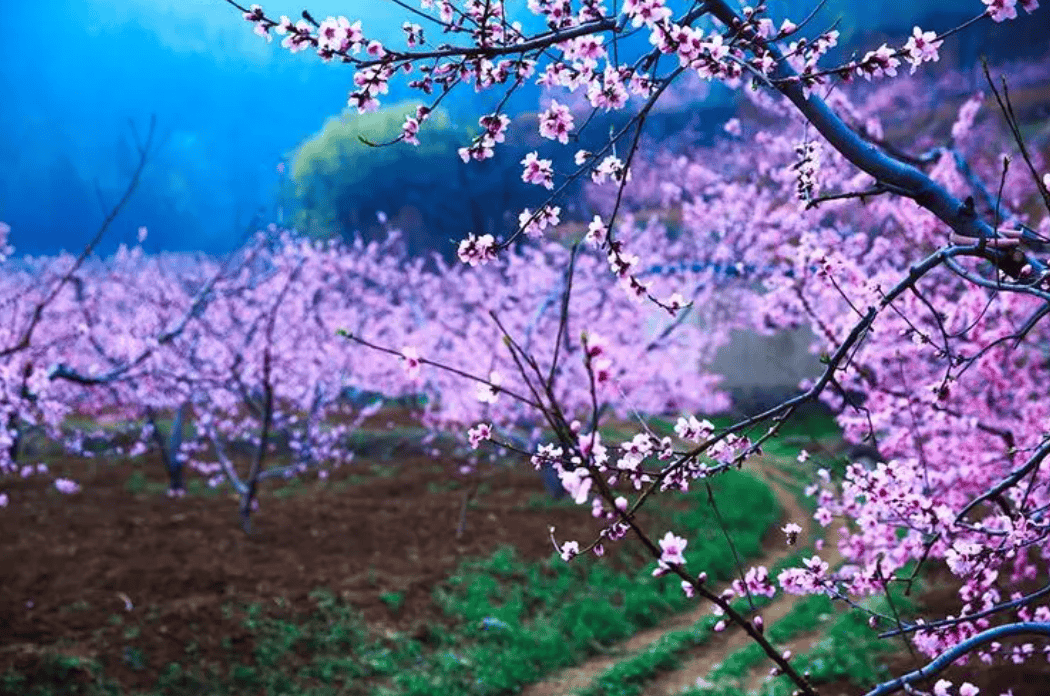 贾汪桃花图片