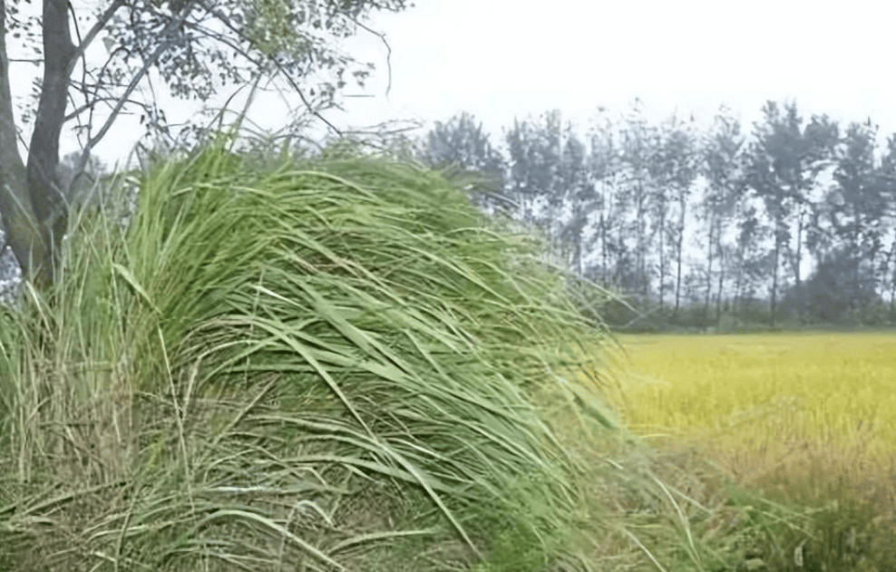 俗话说:"坟头长草家生金",祖坟长草是好事!到底该不该清理?